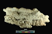 藏品(鐘乳石)的圖片